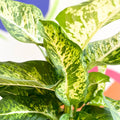 Leopard Lily - Dieffenbachia 'Mars' - Sprouts of Bristol