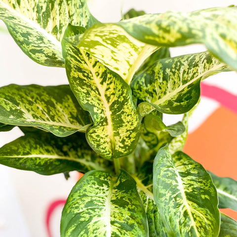 Leopard Lily - Dieffenbachia 'Mars' - Sprouts of Bristol