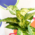 Leopard Lily - Dieffenbachia 'Mars' - Sprouts of Bristol