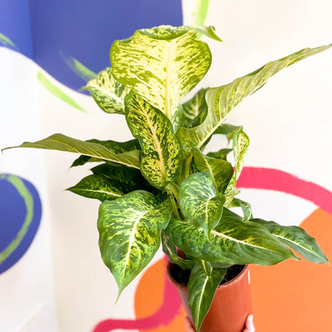 Leopard Lily - Dieffenbachia 'Mars' - Sprouts of Bristol