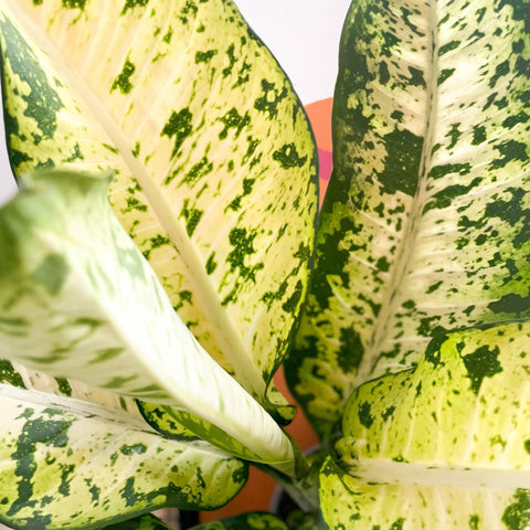 Leopard Lily - Dieffenbachia seguine 'Banana' - Sprouts of Bristol