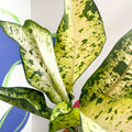Leopard Lily - Dieffenbachia seguine 'Banana' - Sprouts of Bristol