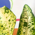 Leopard Lily - Dieffenbachia seguine 'Banana' - Sprouts of Bristol