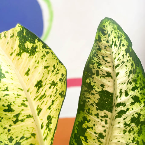 Leopard Lily - Dieffenbachia seguine 'Banana' - Sprouts of Bristol