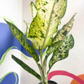 Leopard Lily - Dieffenbachia seguine 'Banana' - Sprouts of Bristol