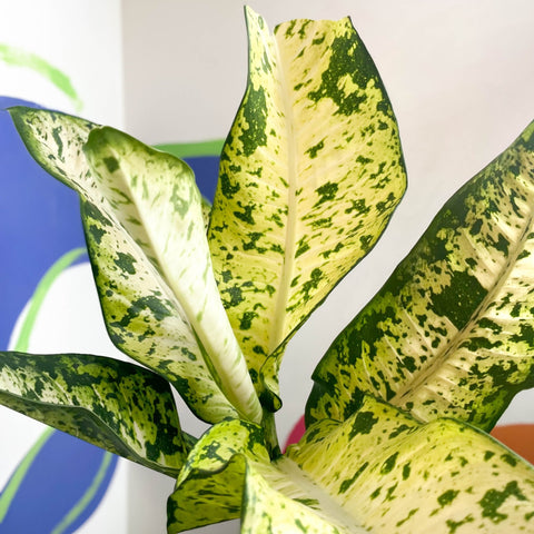 Leopard Lily - Dieffenbachia seguine 'Banana' - Sprouts of Bristol