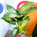 Leopard Lily - Dieffenbachia 'Tropic Snow' - Sprouts of Bristol