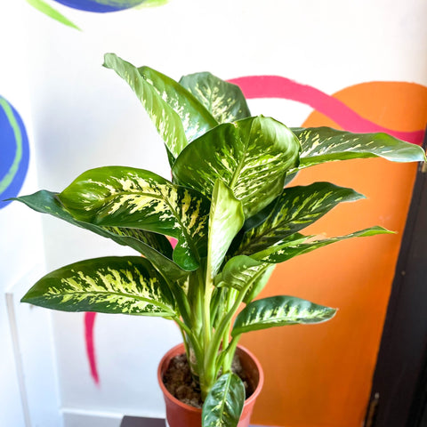 Leopard Lily - Dieffenbachia 'Tropic Snow' - Sprouts of Bristol
