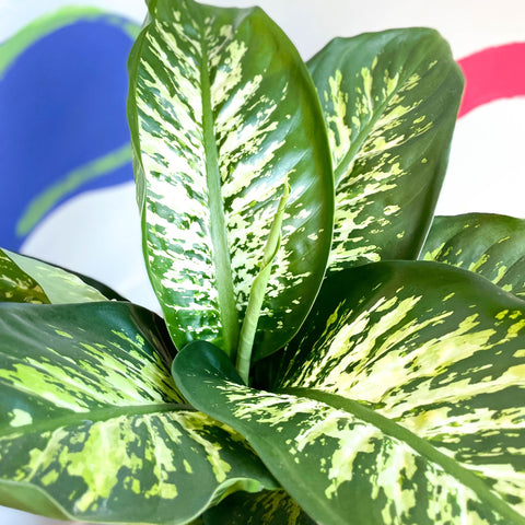 Leopard Lily - Dieffenbachia 'Tropic Snow' - Sprouts of Bristol