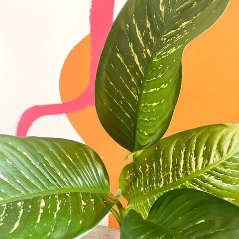 Leopard Lily - Dieffenbachia 'Tropic Snow' - British Grown - Sprouts of Bristol