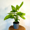 Leopard Plant - Calathea Leopardina - Sprouts of Bristol