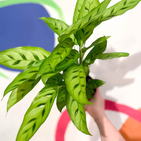 Leopard Plant - Calathea leopardina - Sprouts of Bristol