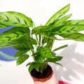 Leopard Plant - Calathea leopardina - Sprouts of Bristol