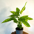 Leopard Plant - Calathea Leopardina - Sprouts of Bristol