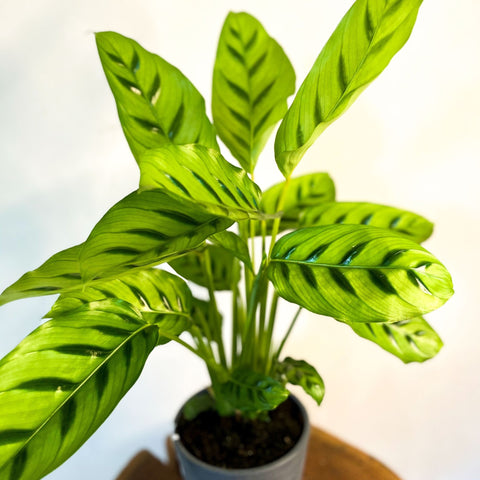 Leopard Plant - Calathea Leopardina - Sprouts of Bristol
