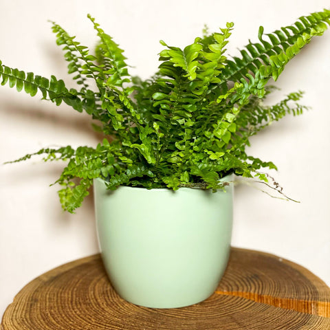 Light Green Planter - 13cm - Sprouts of Bristol