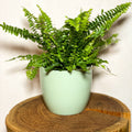 Light Green Planter - 13cm - Sprouts of Bristol