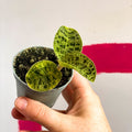 Lightning Leaf Jewel Orchid - Macodes petola - Sprouts of Bristol