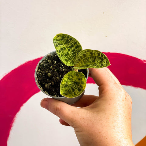 Lightning Leaf Jewel Orchid - Macodes petola - Sprouts of Bristol