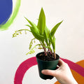 Lily of the Valley - Convallaria majalis - Sprouts of Bristol