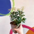 Lily-of-the-Valley - Pieris japonica 'Mountain Fire' - Evergreen Shrub - Sprouts of Bristol
