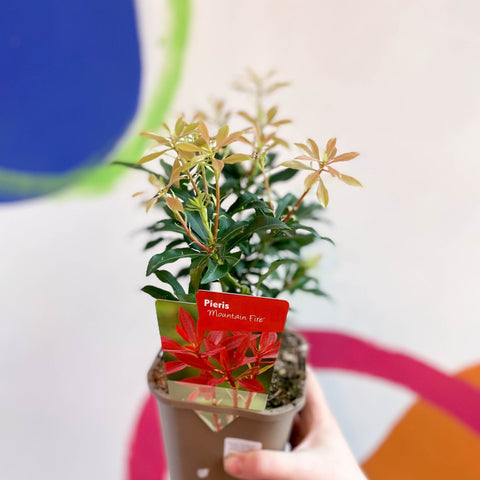 Lily-of-the-Valley - Pieris japonica 'Mountain Fire' - Evergreen Shrub - Sprouts of Bristol