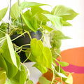 Lime Micans Philodendron - Philodendron scandens 'Micans Lime' - Sprouts of Bristol
