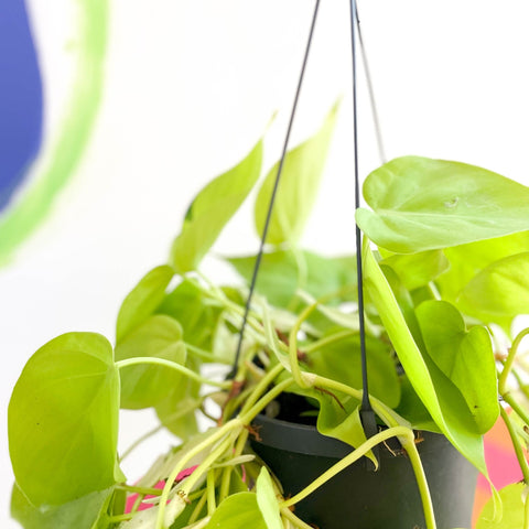 Lime Micans Philodendron - Philodendron scandens 'Micans Lime' - Sprouts of Bristol