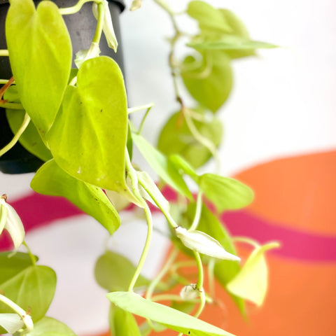 Lime Micans Philodendron - Philodendron scandens 'Micans Lime' - Sprouts of Bristol