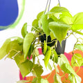 Lime Micans Philodendron - Philodendron scandens 'Micans Lime' - Sprouts of Bristol