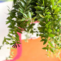 Lipstick Plant - Aeschynanthus 'Caroline' - Sprouts of Bristol