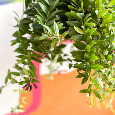 Lipstick Plant - Aeschynanthus 'Caroline' - Sprouts of Bristol