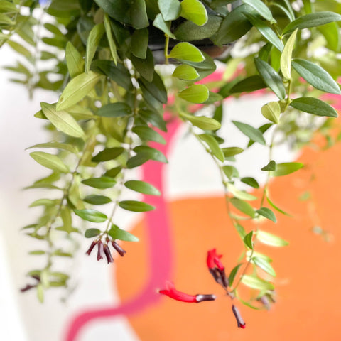 Lipstick Plant - Aeschynanthus 'Caroline' - Sprouts of Bristol