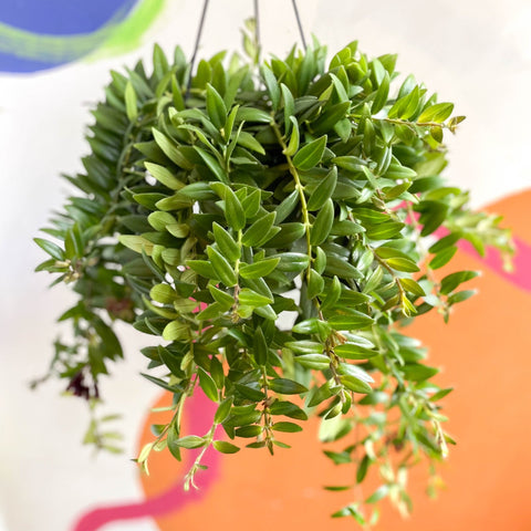 Lipstick Plant - Aeschynanthus 'Caroline' - Sprouts of Bristol