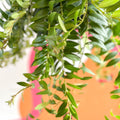 Lipstick Plant - Aeschynanthus 'Caroline' - Sprouts of Bristol