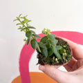 Lipstick Plant - Aeschynanthus gracilis - Welsh Grown - Sprouts of Bristol