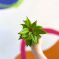 Lipstick Plant - Aeschynanthus 'Hot Flash' - Welsh Grown - Sprouts of Bristol