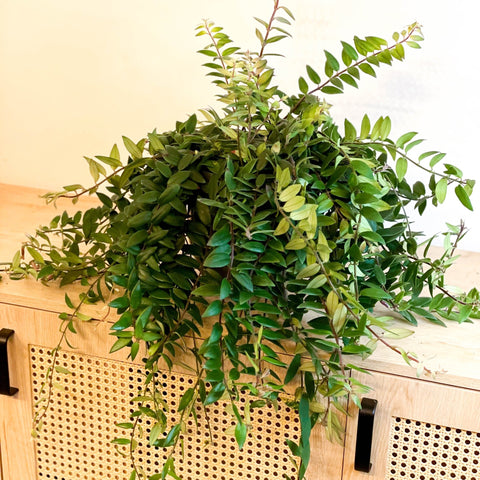 Lipstick Plant - Aeschynanthus japhrolepis - Sprouts of Bristol
