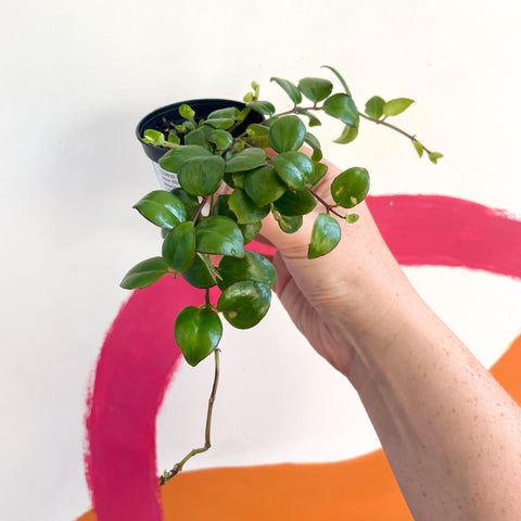Lipstick Plant - Aeschynanthus 'Little Tiger' - Welsh Grown - Sprouts of Bristol