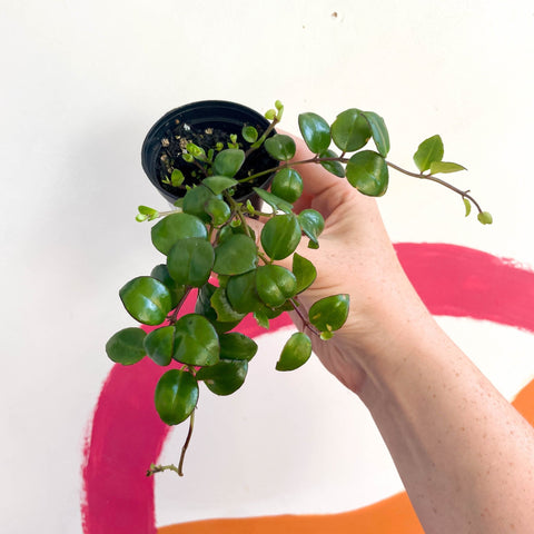 Lipstick Plant - Aeschynanthus 'Little Tiger' - Welsh Grown - Sprouts of Bristol