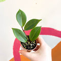 Lipstick Plant - Aeschynanthus longicalix - Welsh Grown - Sprouts of Bristol