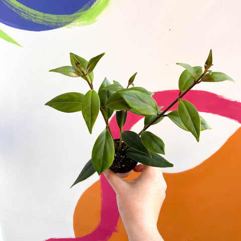 Lipstick Plant - Aeschynanthus longicalyx - Welsh Grown - Sprouts of Bristol