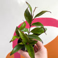 Lipstick Plant - Aeschynanthus longicaulis 'Black Pagoda' - Welsh Grown - Sprouts of Bristol