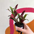 Lipstick Plant - Aeschynanthus longicaulis 'Black Pagoda' - Welsh Grown - Sprouts of Bristol