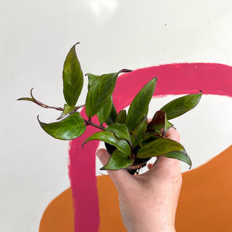 Lipstick Plant - Aeschynanthus longicaulis 'Black Pagoda' - Welsh Grown - Sprouts of Bristol
