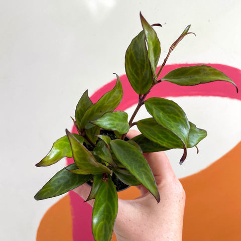 Lipstick Plant - Aeschynanthus longicaulis 'Black Pagoda' - Welsh Grown - Sprouts of Bristol