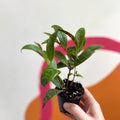 Lipstick Plant - Aeschynanthus longicaulis - Welsh Grown - Sprouts of Bristol