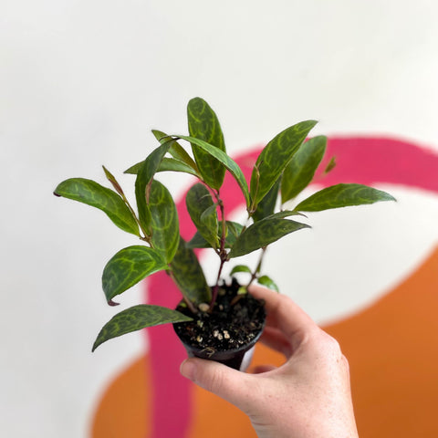 Lipstick Plant - Aeschynanthus longicaulis - Welsh Grown - Sprouts of Bristol