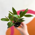 Lipstick Plant - Aeschynanthus longicaulis - Welsh Grown - Sprouts of Bristol