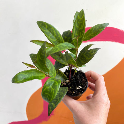 Lipstick Plant - Aeschynanthus longicaulis - Welsh Grown - Sprouts of Bristol